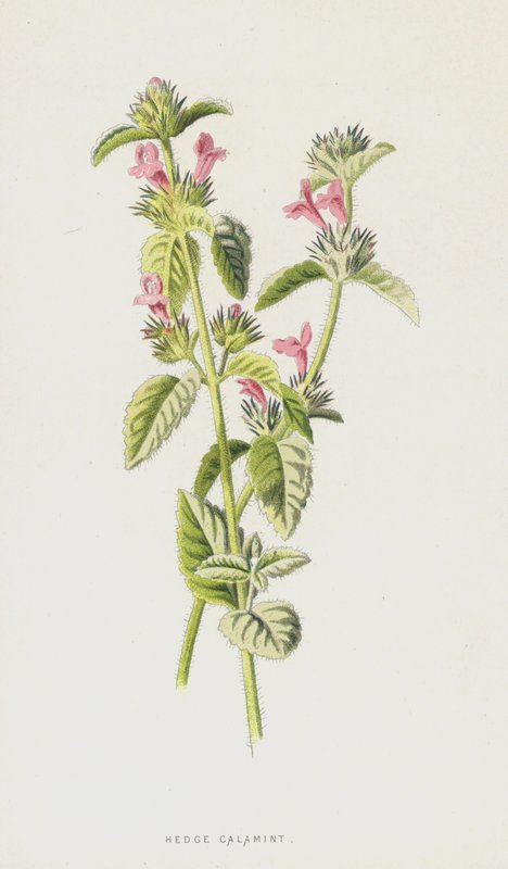 Hedge Calamint（chromolitho） 作者 弗雷德里克·爱德华·赫尔姆