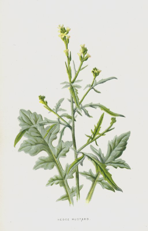 Hedge Mustard（chromolitho） 作者 弗雷德里克·爱德华·赫尔姆
