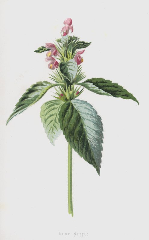 大麻荨麻（chromolitho） 作者 弗雷德里克·爱德华·赫尔姆