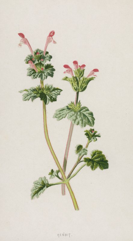 Henbit（chromolitho） 作者 弗雷德里克·爱德华·赫尔姆