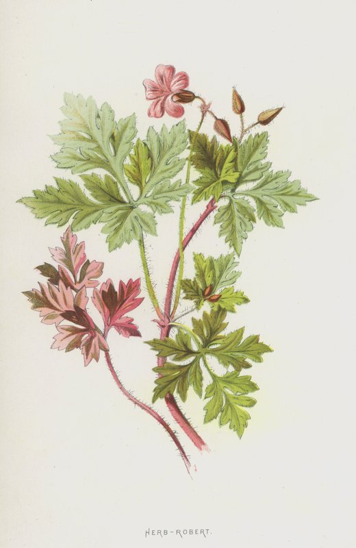 Herb-Robert（chromolitho） 作者 弗雷德里克·爱德华·赫尔姆
