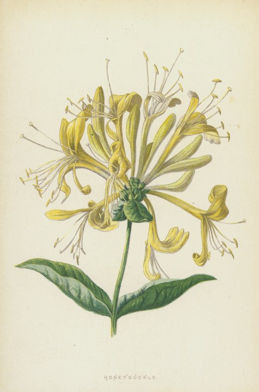金银花（chromolitho） 作者 弗雷德里克·爱德华·赫尔姆