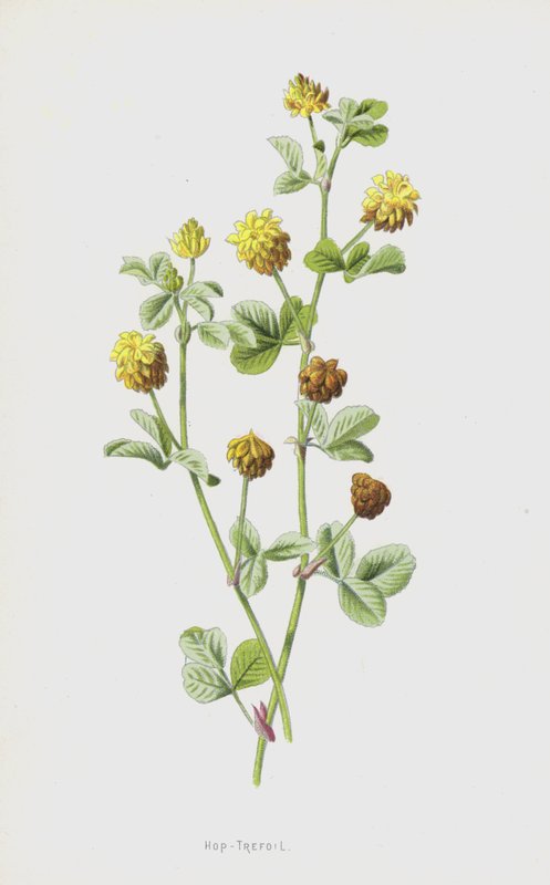 Hop-Trefoil（chromolitho） 作者 弗雷德里克·爱德华·赫尔姆