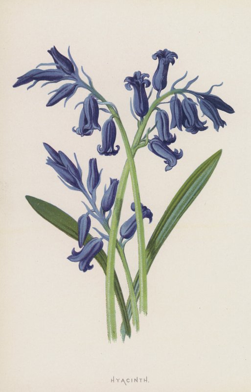 风信子（chromolitho） 作者 弗雷德里克·爱德华·赫尔姆