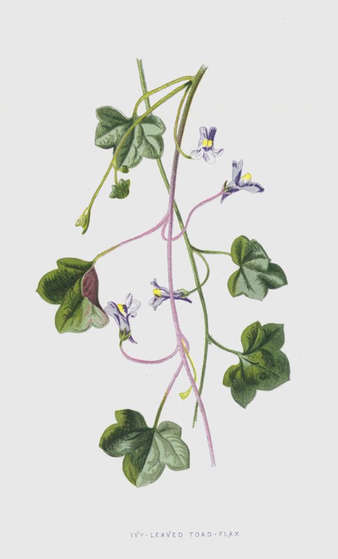 Ivy-Leaved Toad-Flax（chromolitho） 作者 弗雷德里克·爱德华·赫尔姆