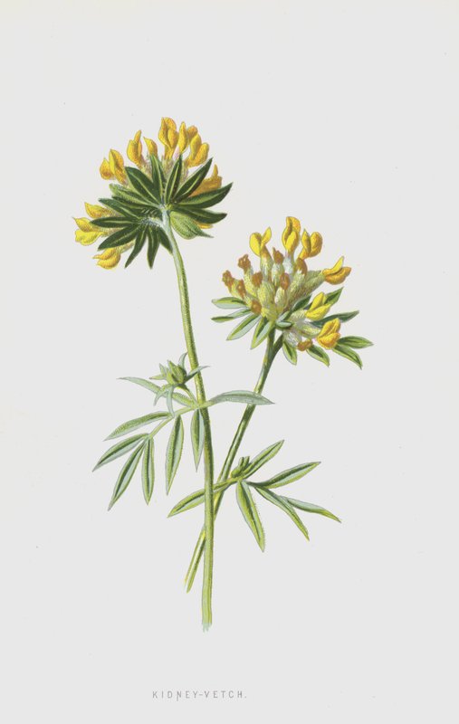 Kid-Vetch（chromolitho） 作者 弗雷德里克·爱德华·赫尔姆