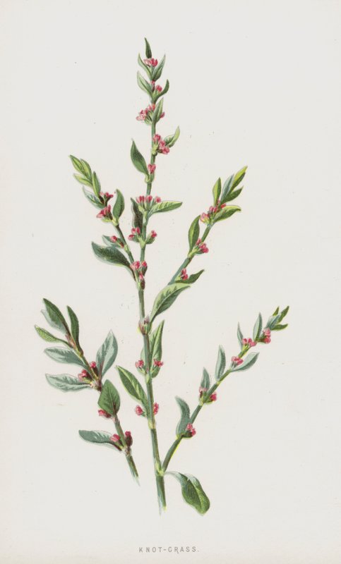 结草（chromolitho） 作者 弗雷德里克·爱德华·赫尔姆