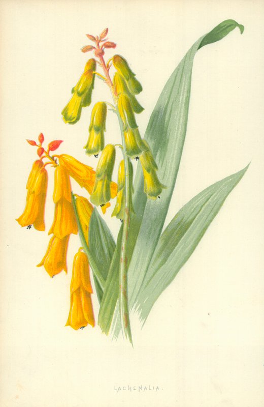 Lachenalia 作者 弗雷德里克·爱德华·赫尔姆