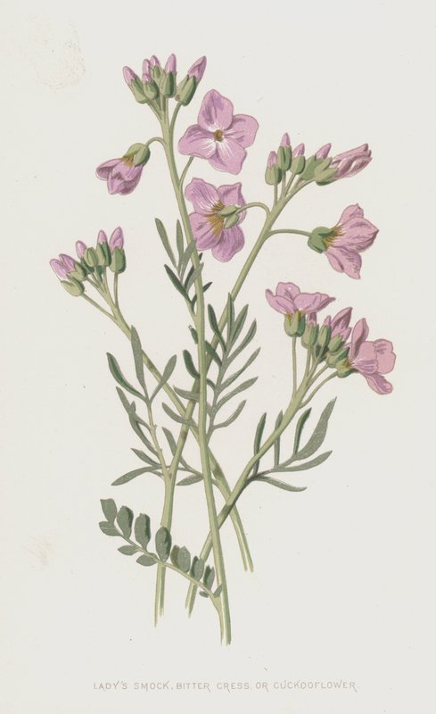 Ladys Smock，Bitter Cress或Cuckooflower（chromolitho） 作者 弗雷德里克·爱德华·赫尔姆