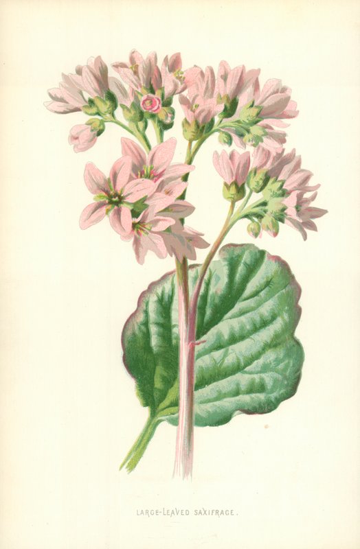 大叶的Saxifrage 作者 弗雷德里克·爱德华·赫尔姆