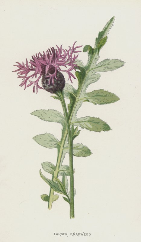较大的矢车菊（chromolitho） 作者 弗雷德里克·爱德华·赫尔姆