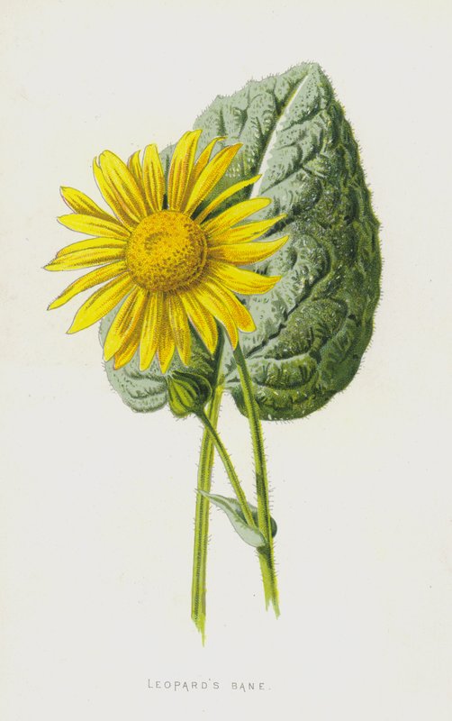 Leopards Bane（chromolitho） 作者 弗雷德里克·爱德华·赫尔姆