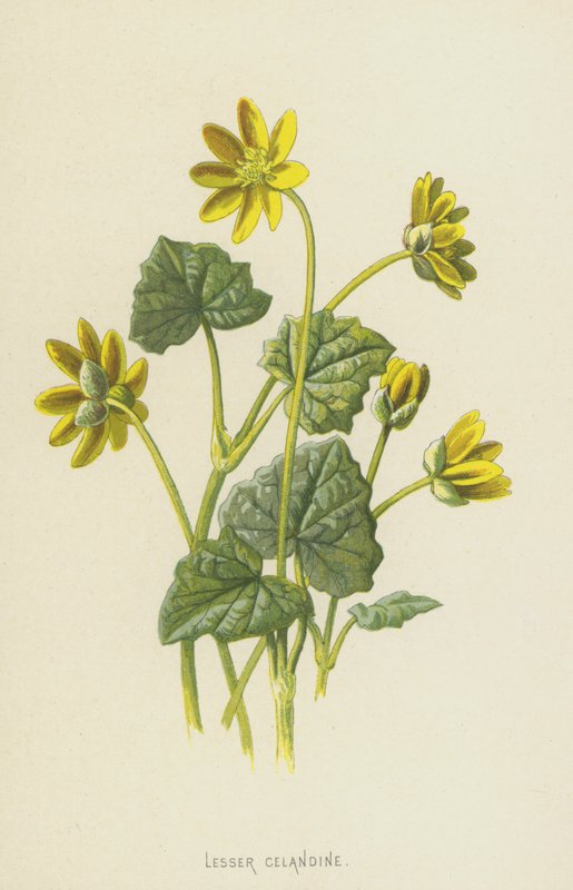 小白屈菜（chromolitho） 作者 弗雷德里克·爱德华·赫尔姆
