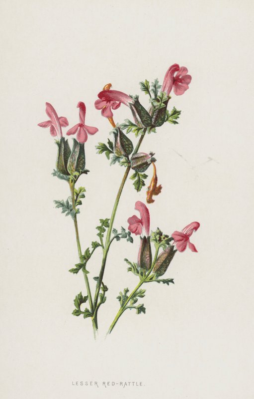 较小的红拨浪鼓（chromolitho） 作者 弗雷德里克·爱德华·赫尔姆