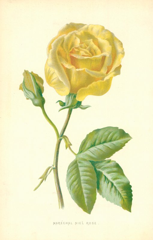 Marechal Niel Rose 作者 弗雷德里克·爱德华·赫尔姆