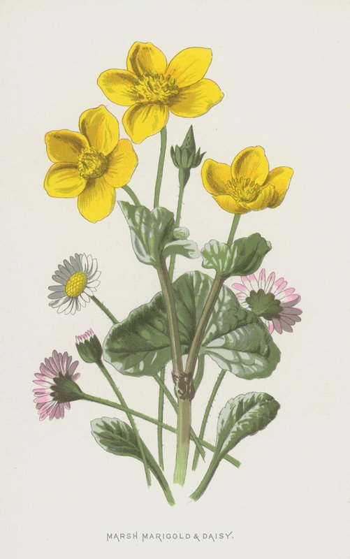 Marsh Marigold和Daisy（chromolitho） 作者 弗雷德里克·爱德华·赫尔姆