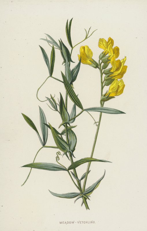 Meadow-Vetchling（chromolitho） 作者 弗雷德里克·爱德华·赫尔姆