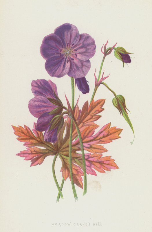 Meadow Cranes Bill（chromolitho） 作者 弗雷德里克·爱德华·赫尔姆