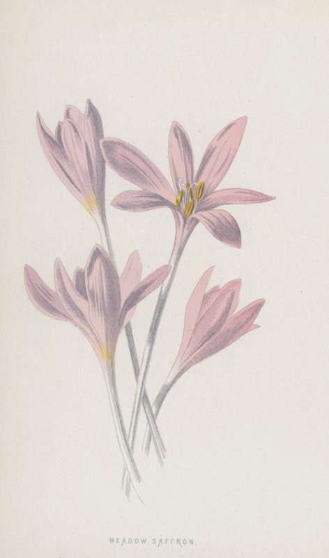 草甸藏红花（chromolitho） 作者 弗雷德里克·爱德华·赫尔姆