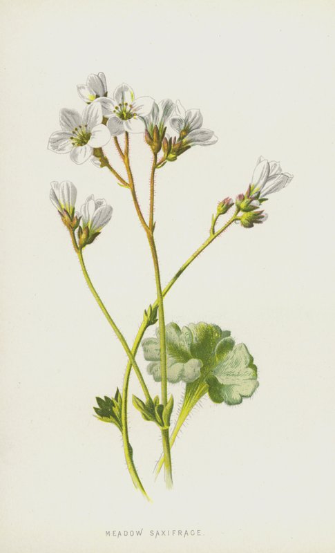 Meadow Saxifrage（chromolitho） 作者 弗雷德里克·爱德华·赫尔姆
