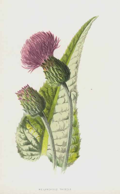 忧郁蓟（chromolitho） 作者 弗雷德里克·爱德华·赫尔姆