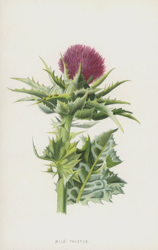 牛奶蓟（chromolitho） 作者 弗雷德里克·爱德华·赫尔姆