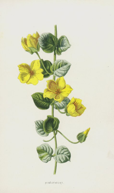 金钱草（chromolitho） 作者 弗雷德里克·爱德华·赫尔姆