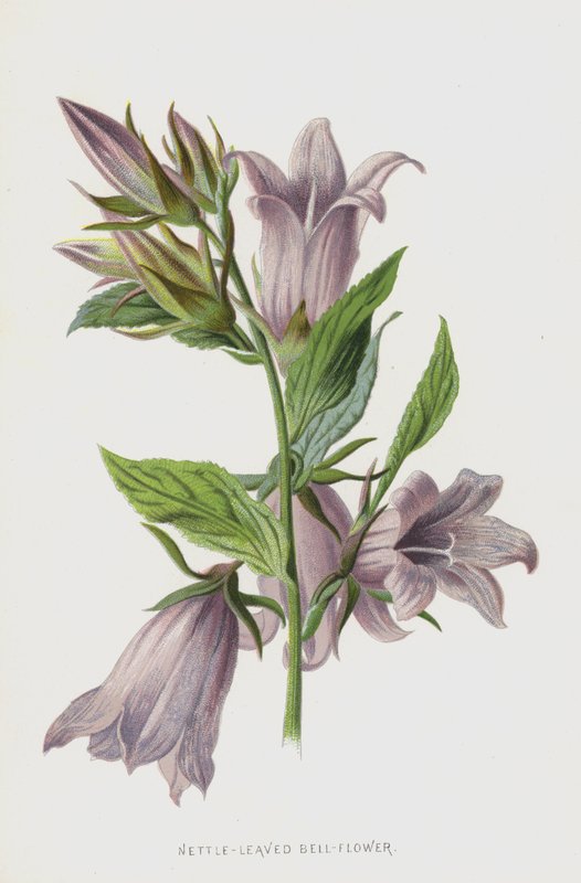 荨麻叶钟花（chromolitho） 作者 弗雷德里克·爱德华·赫尔姆