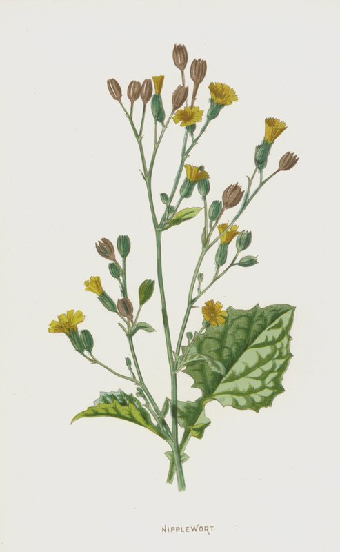 Nipplewort（chromolitho） 作者 弗雷德里克·爱德华·赫尔姆