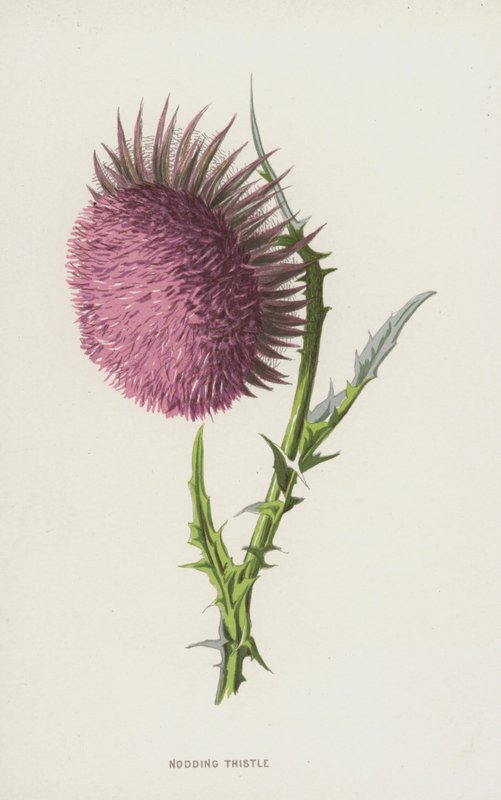 点头蓟（chromolitho） 作者 弗雷德里克·爱德华·赫尔姆