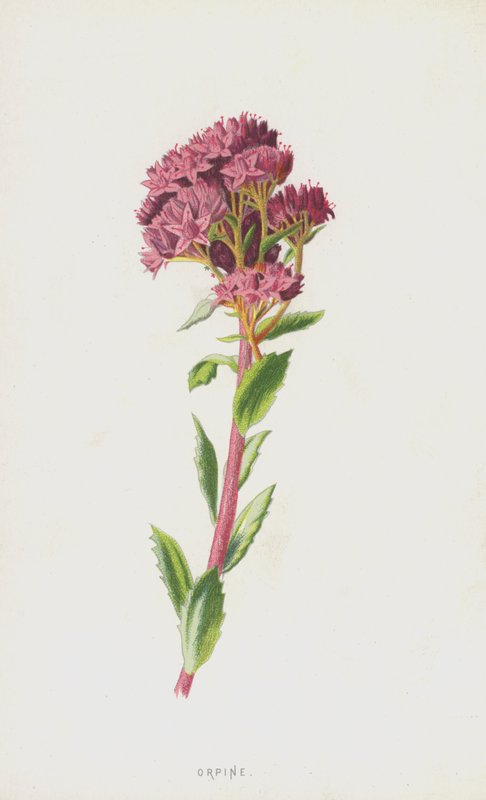 Orpine（chromolitho） 作者 弗雷德里克·爱德华·赫尔姆