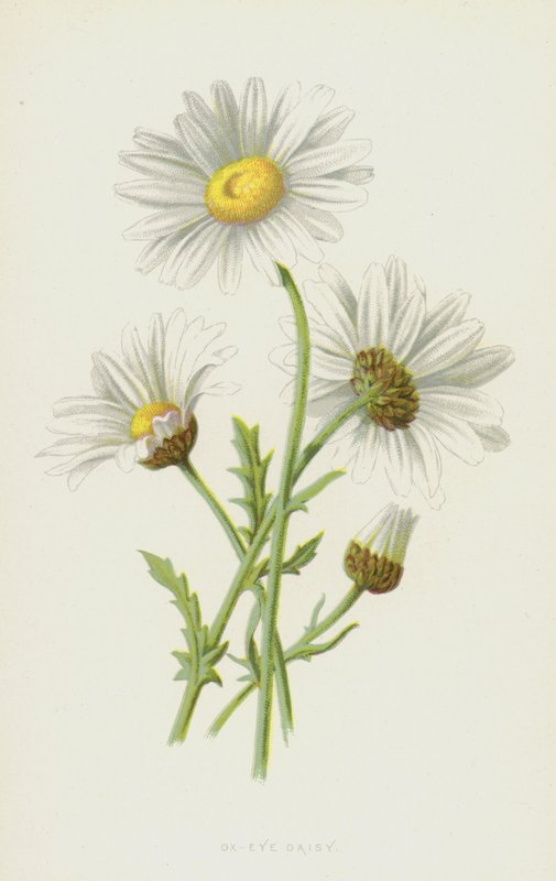牛眼雏菊（chromolitho） 作者 弗雷德里克·爱德华·赫尔姆