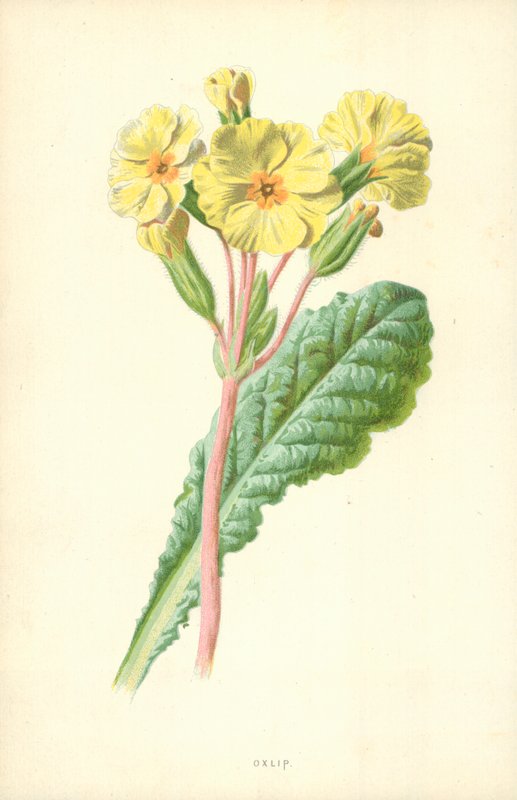 Oxlip 作者 弗雷德里克·爱德华·赫尔姆