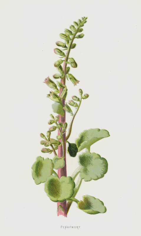 Pennywort（chromolitho） 作者 弗雷德里克·爱德华·赫尔姆