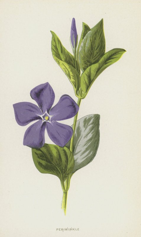 长春花（chromolitho） 作者 弗雷德里克·爱德华·赫尔姆