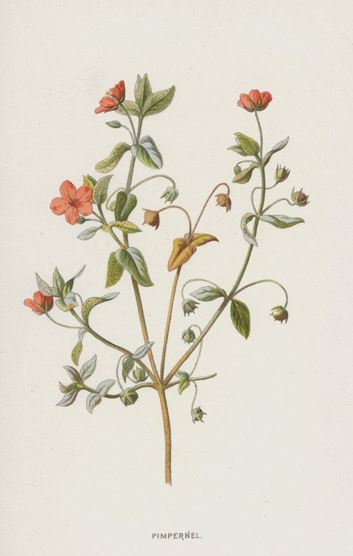 Pimpernel（chromolitho） 作者 弗雷德里克·爱德华·赫尔姆