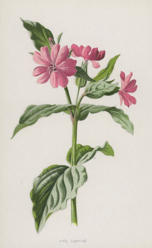 粉红坎皮恩（chromolitho） 作者 弗雷德里克·爱德华·赫尔姆
