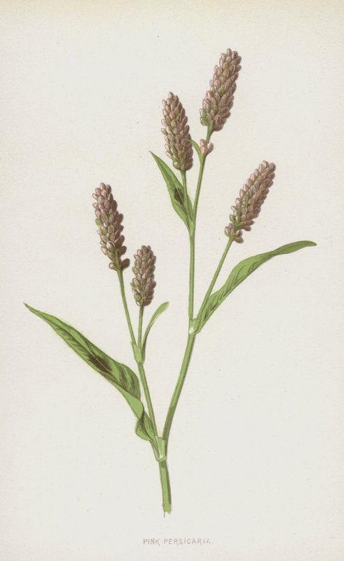 粉红色的Persicaria（chromolitho） 作者 弗雷德里克·爱德华·赫尔姆