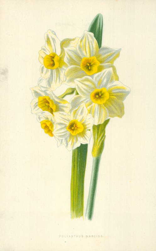 Polyanthus Narciss 作者 弗雷德里克·爱德华·赫尔姆