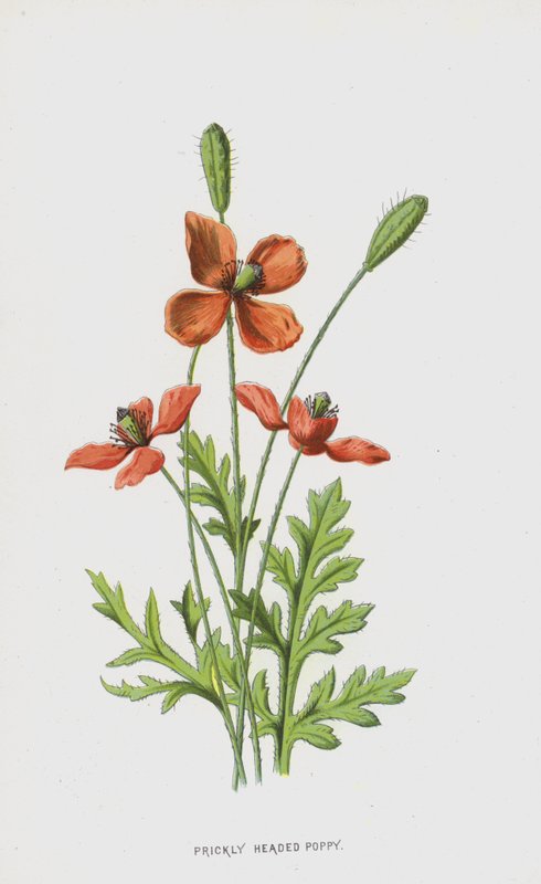 多刺的罂粟（chromolitho） 作者 弗雷德里克·爱德华·赫尔姆