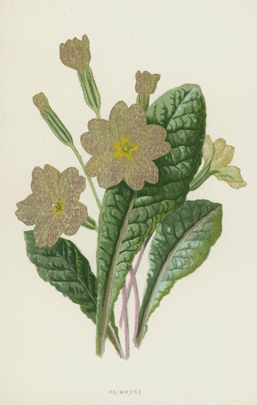 月见草（chromolitho） 作者 弗雷德里克·爱德华·赫尔姆