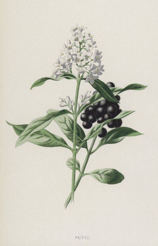 女贞（chromolitho） 作者 弗雷德里克·爱德华·赫尔姆