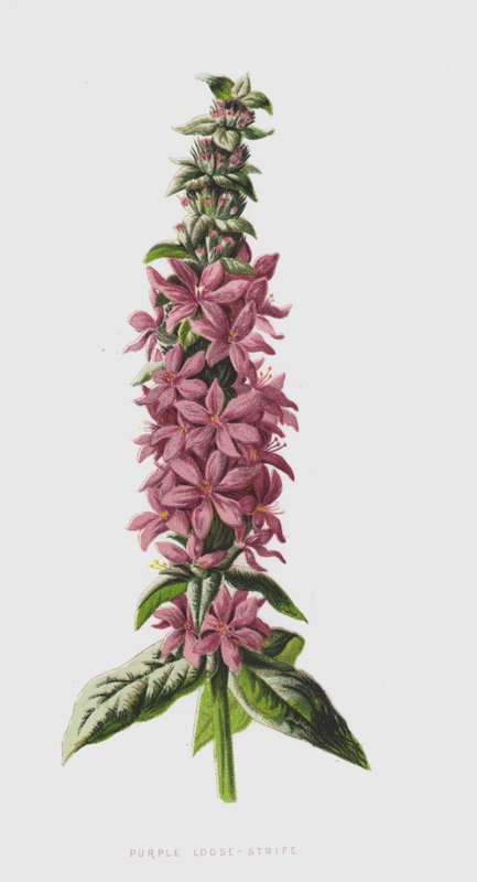 Purple Loose-Strife（chromolitho） 作者 弗雷德里克·爱德华·赫尔姆