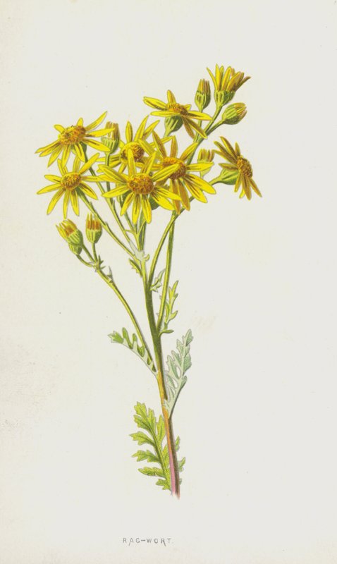 Rag-Wort（chromolitho） 作者 弗雷德里克·爱德华·赫尔姆
