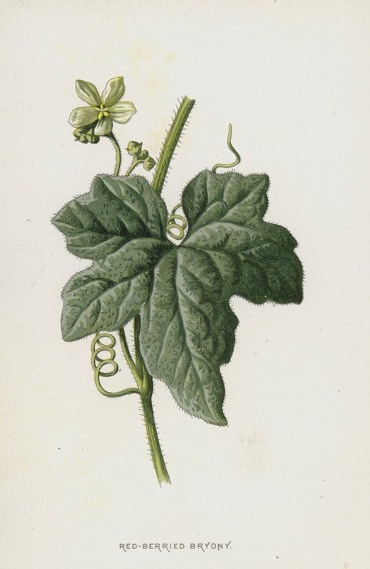 Red-Berried Bryony（chromolitho） 作者 弗雷德里克·爱德华·赫尔姆