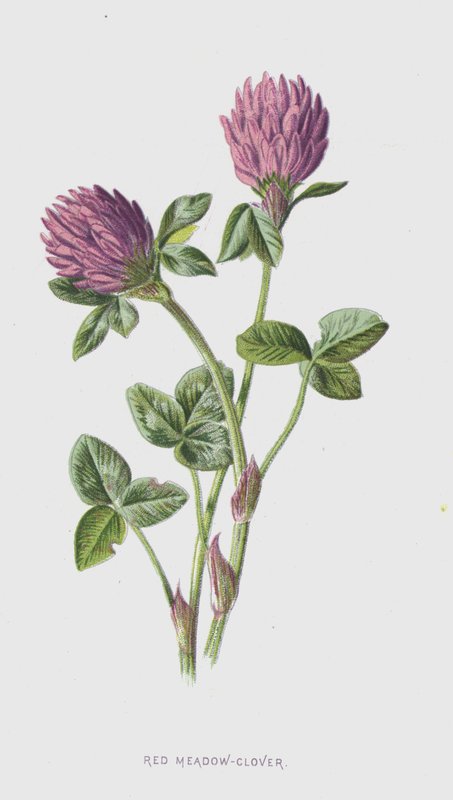 红色草甸三叶草（chromolitho） 作者 弗雷德里克·爱德华·赫尔姆