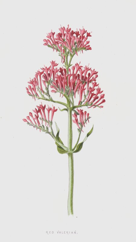 红缬草（chromolitho） 作者 弗雷德里克·爱德华·赫尔姆