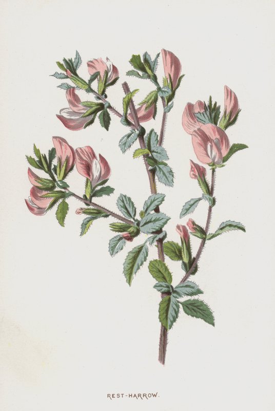 休息 - 耙（chromolitho） 作者 弗雷德里克·爱德华·赫尔姆