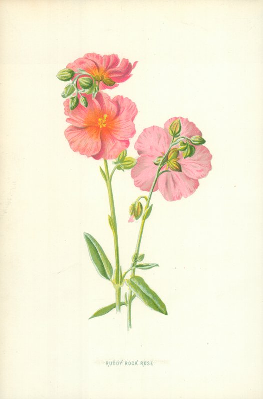 Ruddy Rock Rose 作者 弗雷德里克·爱德华·赫尔姆