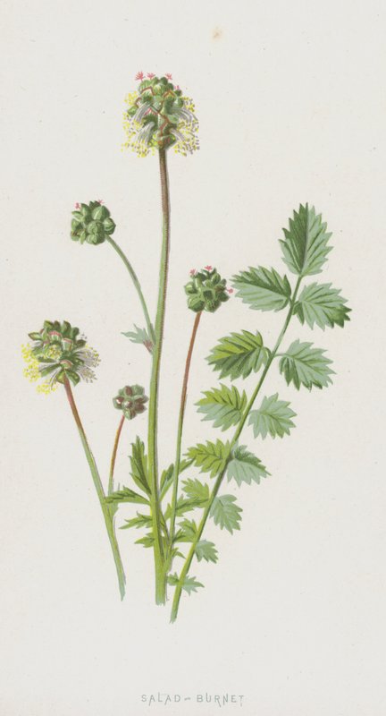 Salad-Burnet（chromolitho） 作者 弗雷德里克·爱德华·赫尔姆